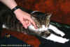 Highlander Cat Wien 270304