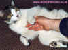 Magus's furry belly, March 98