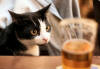 Welly the cat with a scoop