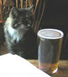 Wow the cat at the Strathmore arms