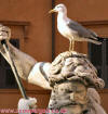 Seagull on Browny Piazza Navona Rome 200108